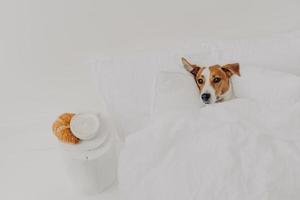 piccolo cucciolo giace in un comodo letto bianco sotto una morbida coperta delizioso croissant cappuccino vicino. buongiorno e concetto di animali domestici. jack russel terrier nella spaziosa camera da letto bianca riposa bene foto