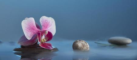 natura morta con orchidea rosa, pietre, conchiglie in acqua blu. foto con spazio di copia. concetto di relax.