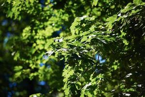 rami verdi degli alberi foto