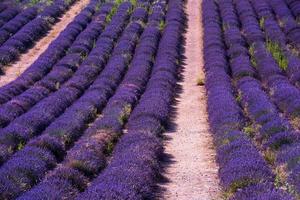 campo di levante francia foto