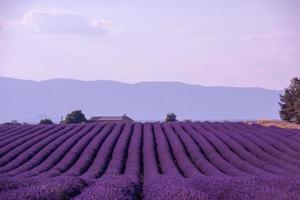 campo di levante francia foto