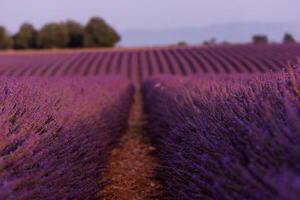 campo di levante francia foto