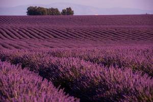 campo di levante francia foto