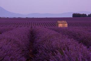 campo di fiori di lavanda viola con vecchia casa di pietra solitaria foto