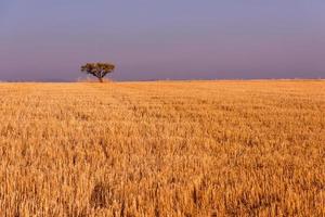 singolo albero sul campo raccolto foto