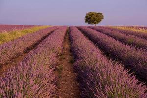 campo di fiori di lavanda viola con albero solitario foto