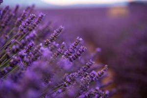 primo piano campo di lavanda viola foto