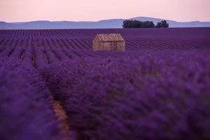 campo di fiori di lavanda viola con vecchia casa di pietra solitaria foto