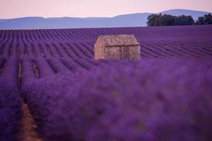 campo di fiori di lavanda viola con vecchia casa di pietra solitaria foto