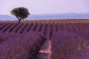 campo di fiori di lavanda viola con albero solitario foto