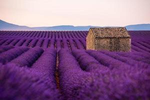 casa in pietra al campo di lavanda foto