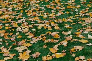 bellissimo autunno all'aperto. foglie cadute arancioni sul prato verde nel parco. copia spazio per la tua pubblicità o promozione foto