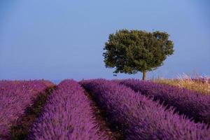 albero solitario al campo di lavanda foto