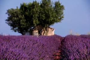 vecchia casa di mattoni e albero solitario al campo di lavanda foto