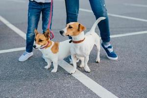 due cani con proprietari irriconoscibili al guinzaglio camminano all'aperto, posano sull'asfalto in strada. madre e figlia indossano jeans e scarpe da ginnastica passeggiano con gli animali domestici. animali e concetto di ricreazione foto