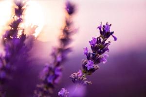 primo piano cespugli di fiori aromatici viola lavanda foto