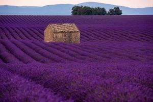 casa in pietra al campo di lavanda foto