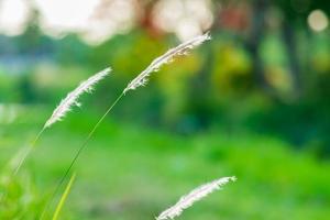 fiore d'erba sul campo foto