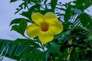 allamanda, tromba d'oro nel giardino foto