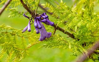 ebano verde, jacaranda che fiorisce nel giardino foto