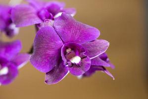 sfondo marrone del fiore dell'orchidea viola foto