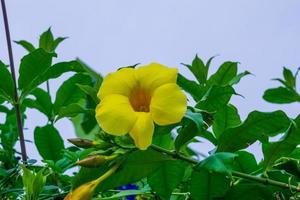 allamanda, tromba d'oro nel giardino foto