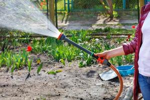 una giardiniera innaffia un'aiuola in un giardino primaverile con un irrigatore d'acqua. foto