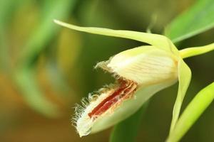 bellissima orchidea gialla foto