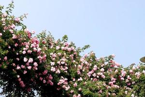 rose in giardino foto