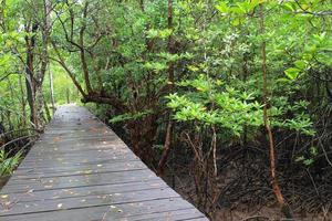 sentiero in legno tra la foresta di mangrovie, tailandia foto