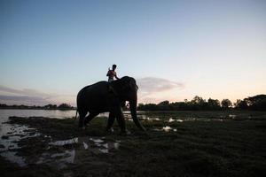 sagoma di elefante al tramonto foto