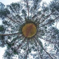 trasformazione del piccolo pianeta del panorama sferico a 360 gradi. vista aerea astratta sferica nella foresta di pini. curvatura dello spazio. foto