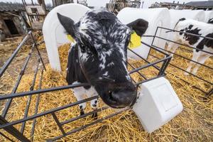 stalla. allevamento di mucche. mandria di mucche bianche nere guarda la telecamera con interesse. vacche da allevamento in zootecnia libera. foto