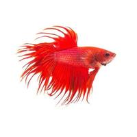 pesce combattente siamese rosso arancio, betta splendens isolato su sfondo bianco foto