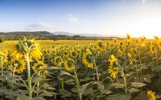 campo di girasoli in fiore su uno sfondo di luce calda foto