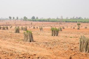 la coltivazione di piantagioni di manioca in campo. paesaggio della piantagione di manioca foto