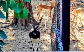 bellissimo cervo blackbuck animale selvatico, antilope cervicapra o antilope indiana foto