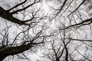 corone spoglie e rami goffi di enormi querce che crescevano nel cielo grigio pallido foto