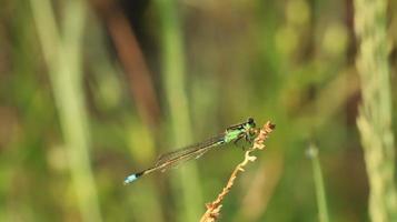 una libellula sul ramo foto