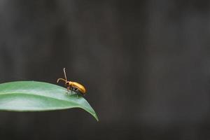 un piccolo insetto che la sera si nutre di erba verde. foto