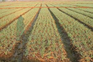 campo di cipolle verdi nel nord della thailandia foto