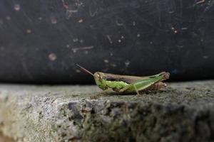 le cavallette locali si nutrono dopo la pioggia. foto