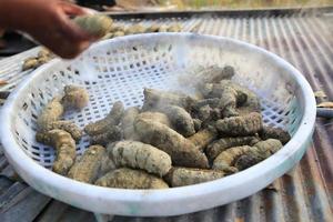 essiccazione cetriolo di mare all'aperto foto