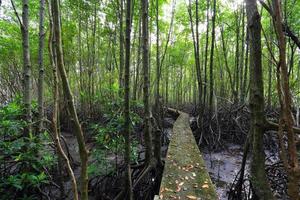 sentiero di legno tra la foresta di mangrovie, foto