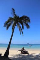 albero di cocco solitario sulla spiaggia tropicale foto