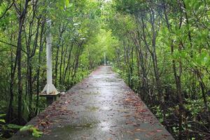 sentiero in legno tra la foresta di mangrovie, tailandia