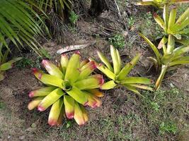 piante botanico tropicale foglia crescita natura ecologia ambientale giardinaggio sfondo scenario primavera immagini foto