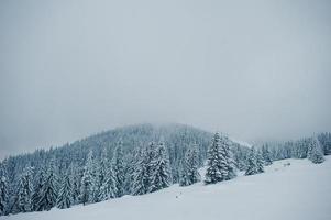 pini coperti di neve sulla montagna chomiak. splendidi paesaggi invernali delle montagne dei Carpazi, ucraina. natura maestosa del gelo. foto