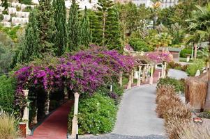 arco di fiori viola di bouganville in turchia resort. foto