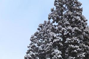 scena invernale, neve sui rami di pino. foto